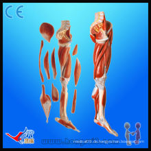 Fortgeschrittenes unteres muskulöses Bein mit Knie (10 Teile), Muskel-Anatomie-Modell